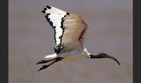 Heiliger Ibis (Threskiornis aethiopicus)