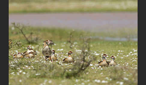 Nilgans (Alopochen aegyptiacus)