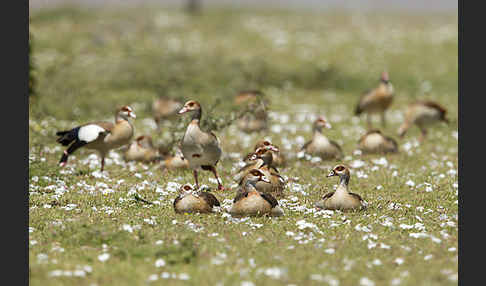 Nilgans (Alopochen aegyptiacus)