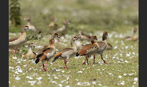 Nilgans (Alopochen aegyptiacus)