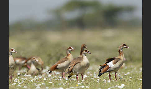 Nilgans (Alopochen aegyptiacus)