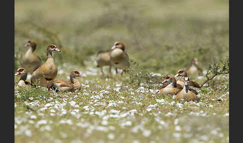 Nilgans (Alopochen aegyptiacus)