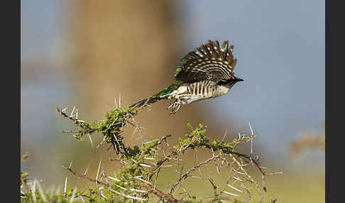 Goldkuckuck (Chrysococcyx caprius)