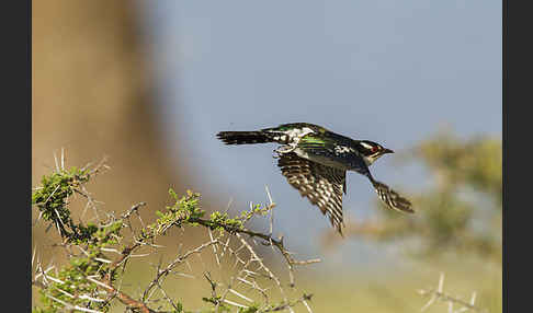 Goldkuckuck (Chrysococcyx caprius)