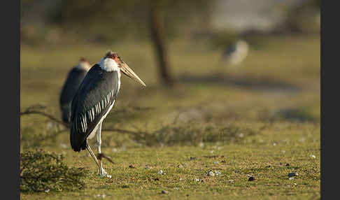 Marabu (Leptoptilos crumiferus)