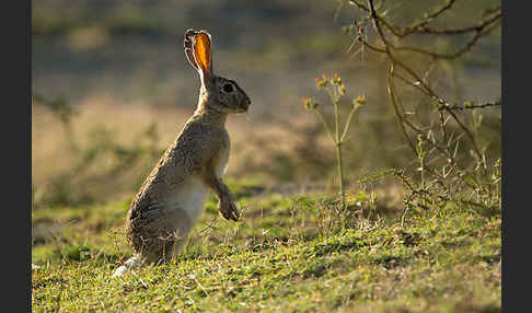 Kaphase (Lepus capensis)