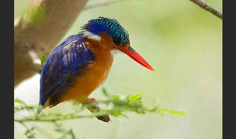 Haubenzwergfischer (Alcedo cristata)