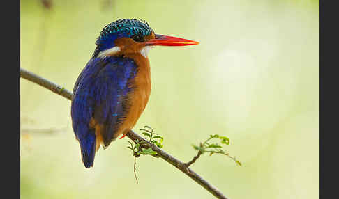 Haubenzwergfischer (Alcedo cristata)