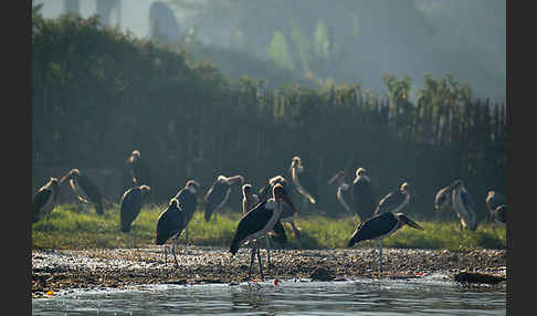 Marabu (Leptoptilos crumiferus)