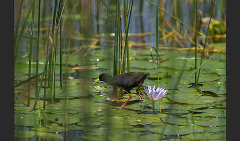 Mohrensumpfhuhn (Amaurornis flavirostra)