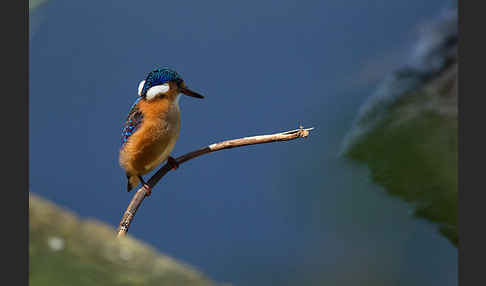 Haubenzwergfischer (Alcedo cristata)