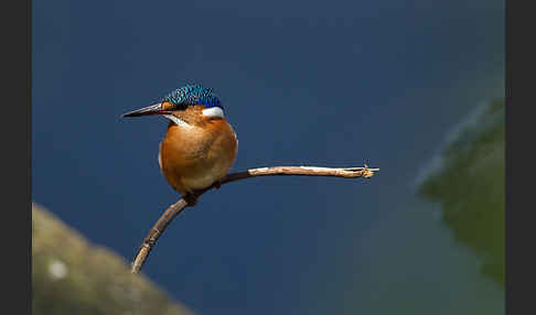 Haubenzwergfischer (Alcedo cristata)