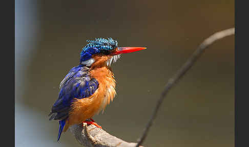 Haubenzwergfischer (Alcedo cristata)