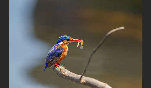 Haubenzwergfischer (Alcedo cristata)