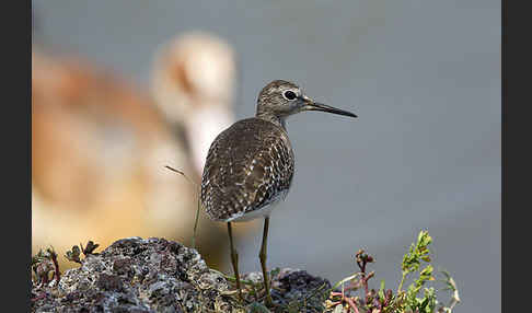 Bruchwasserläufer (Tringa glareola)