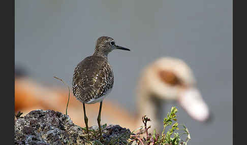 Bruchwasserläufer (Tringa glareola)