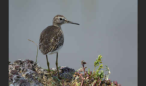 Bruchwasserläufer (Tringa glareola)