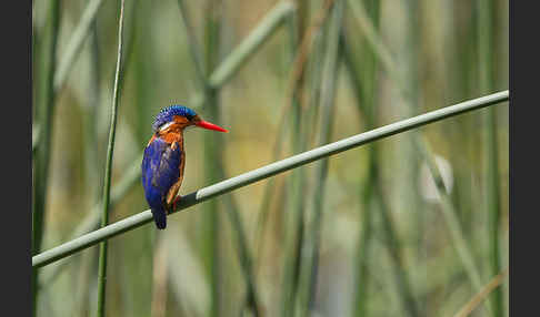 Haubenzwergfischer (Alcedo cristata)