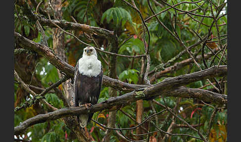 Schreiseeadler (Haliaeetus vocifer)