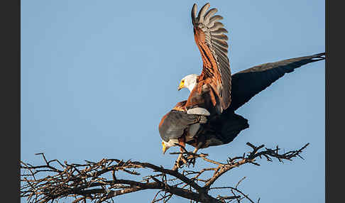 Schreiseeadler (Haliaeetus vocifer)