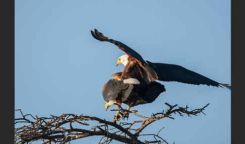 Schreiseeadler (Haliaeetus vocifer)