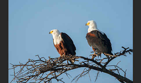 Schreiseeadler (Haliaeetus vocifer)