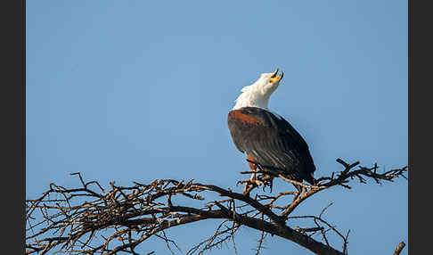 Schreiseeadler (Haliaeetus vocifer)