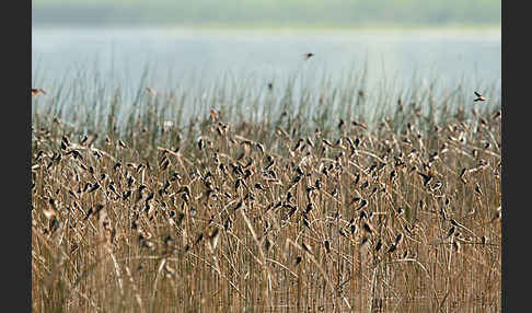 Uferschwalbe (Riparia riparia)