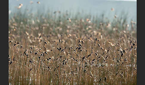 Uferschwalbe (Riparia riparia)