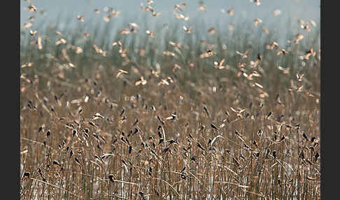 Uferschwalbe (Riparia riparia)