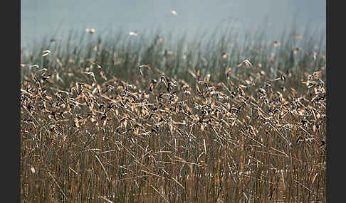 Uferschwalbe (Riparia riparia)