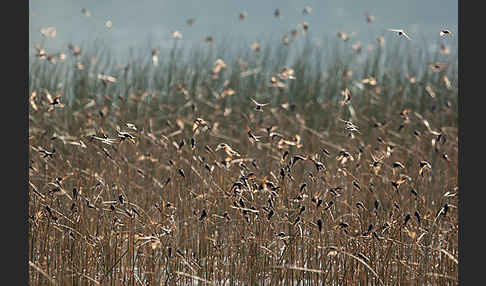 Uferschwalbe (Riparia riparia)