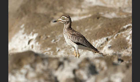 Senegaltriel (Burhinus senegalensis)