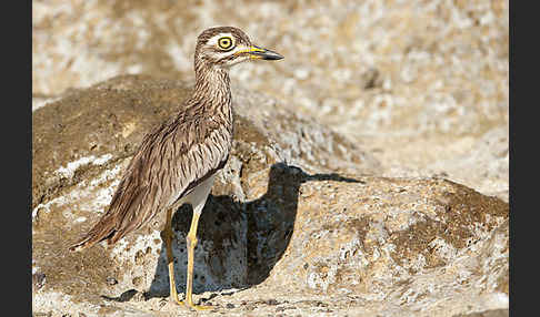 Senegaltriel (Burhinus senegalensis)