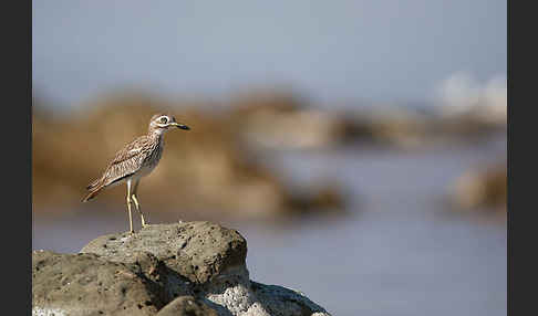 Senegaltriel (Burhinus senegalensis)