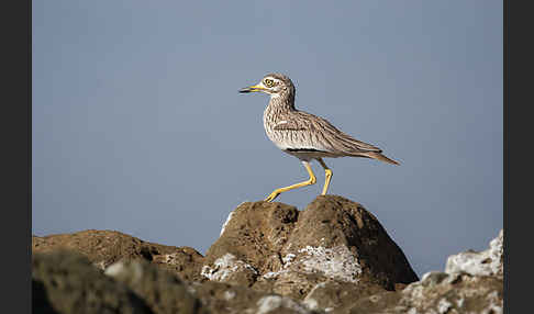 Senegaltriel (Burhinus senegalensis)