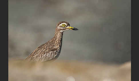 Senegaltriel (Burhinus senegalensis)