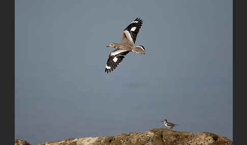 Senegaltriel (Burhinus senegalensis)