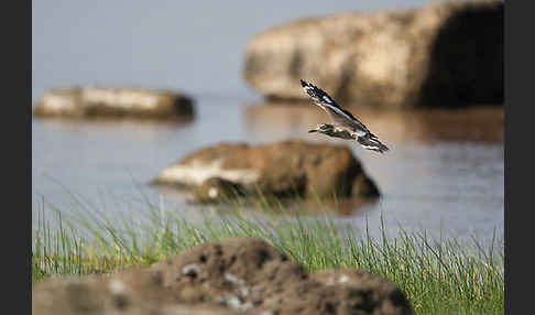 Senegaltriel (Burhinus senegalensis)