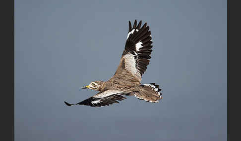 Senegaltriel (Burhinus senegalensis)