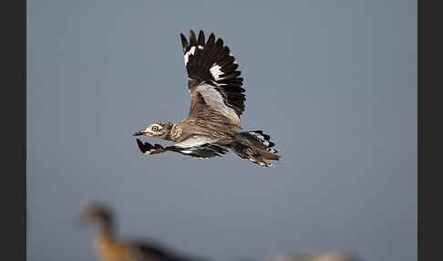 Senegaltriel (Burhinus senegalensis)