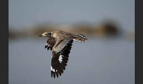 Senegaltriel (Burhinus senegalensis)