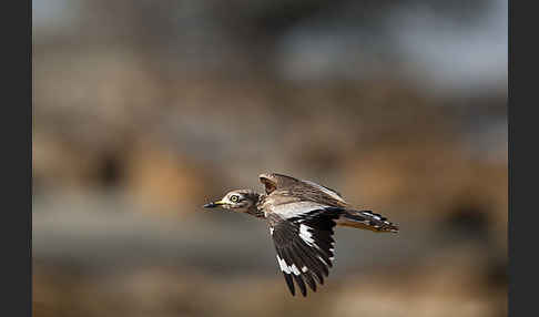 Senegaltriel (Burhinus senegalensis)