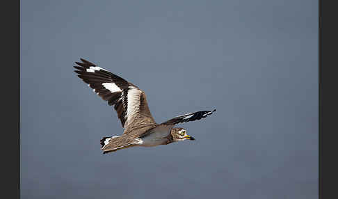 Senegaltriel (Burhinus senegalensis)