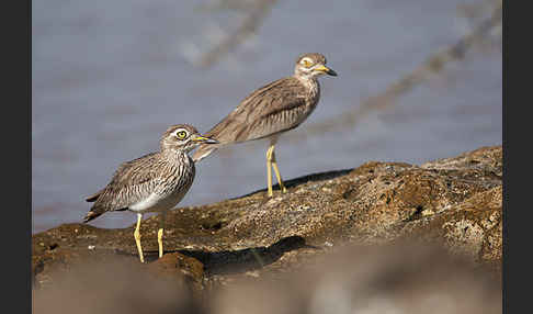 Senegaltriel (Burhinus senegalensis)