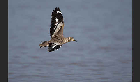 Senegaltriel (Burhinus senegalensis)