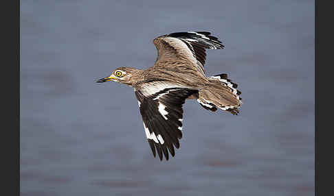 Senegaltriel (Burhinus senegalensis)