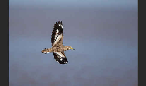 Senegaltriel (Burhinus senegalensis)