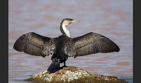 Weissbrustkormoran (Phalacrocorax lucidus)