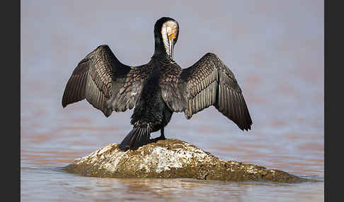 Weissbrustkormoran (Phalacrocorax lucidus)